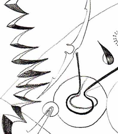 n01dessinprep01